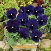 ราคา 100 เมล็ด ดอกหน้าแมว สายพันธุ์ฝรั่งเศส ดอกแพนซี่ Pansy Seeds สายพันธุ์ Deep Blue (43173657243)