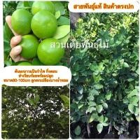 ราคา ต้นมะนาวแป้นรำไพ กิ่งตอนชำเรียบร้อยพร้อมปลูก ขนาด80-100cm ลูกดก เปลืองบาง นํ้าหอม (5579433016)