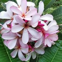 ราคา ลีลาวดีสิงคโปร์พิงค์(Dwarf singapore pink)พันธุ์แคระตัดกิ่งสดขายขนาด30ซม. (11607549036)