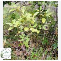 ราคา ต้นสมุนไพรโลดทะนงแดงขุดสดตลอดทั้งต้นบรรจุ100กรัม (27640024633)