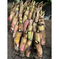 ราคา กล้วยน้ำว้ามะลิอ่องหนึ่งชุด5หน่อ199฿ (29205807308)