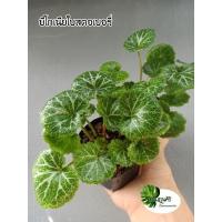 ราคา ต้น บีโกเนียใบสตอเบอรี่ หรือหูเสือ ไม้พุ่มขนาดเล็ก กระถาง 3" (16607442269)