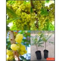 ราคา (2ต้น) ต้น เพาะเมล็ด สูง 30-40cm มะยมเปรี้ยว ต้นมะยมเปรี้ยว มะยม ต้นมะยม เปรี้ยว / Yaowalak (25136176564)