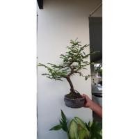ราคา มะขามบอนไซพร้อมกระถาง Bonsai (2332123090)