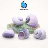 ราคา เปลือกหอยสีม่วง-เปลือกหอยตกแต่งหลายขนาด-เปลือกหอยสวยงาม (57354839264)