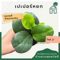 ราคา ต้นเปเปอร์หยก ต้นเปเปอร์หยก ในกระถาง 3 นิ้ว ต้นไม้มงคล มาในกระถางพร้อมตั้ง (22186864454)