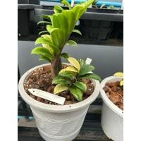 ราคา กวักมรกตแคระด่าง ตัดสดไม่ติดก้าน ราคาต่อ 1 ใบ ด่างน้อย ด่างกลาง ด่างมาก (27288394769)