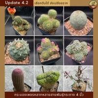 ราคา [ Update 4.2 ] กระบองเพชรไซส์ 4 นิ้ว หลากหลายสายพันธุ์ เลือกต้นได้ ส่งแบบเปลือยราก Cactus&Succulent ราคาเบาๆ (42212113297)