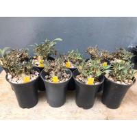 ราคา มะพร้าวทะเลทราย คริสตาต้า ไม้เพาะเมล็ด Dorstenia foetida cristata seeding ส่งทั้งกระถาง (23237332097)