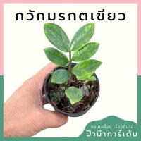 ราคา กวักมรกตเขียว กระถาง 3 นิ้ว (24068319131)