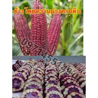 ราคา เมล็ดข้าวโพดหวานม่วงทานดิบ (3690538638)