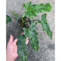 ราคา philodendron minarum ฟิโล ฟิโลเดนดรอน ฟิโลลายเมฆ ฟิโลเดนดรอนลายเมฆ ฟิโลพลูจีบ ฟิโลพลูจีบลายเมฆ ด่างสวย (3386523902)