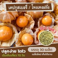ราคา เมล็ดพันธุ์ เคปกูสเบอรี่ โทงเทงฝรั่ง แบ่งขาย 30 เมล็ด (ซื้อ 5 แถม 1) (24351458385)