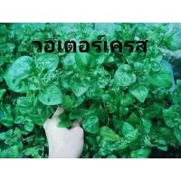 ราคา ต้นวอเตอร์เครส สีเขียวในถุงดำพร้อมปลูก ราชินีผัก สำหรับคนรักสุขภาพ green watercress สลัดน้ำ (42858286352)