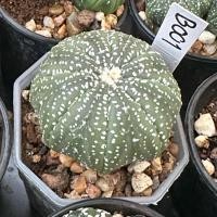ราคา แอสโตรไฟตัม_แคคตัส(AstrophytumCactus) (18596022565)