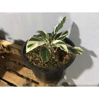 ราคา ต้นคล้าราชภัฏ_ตระกูลคล้า (13603368367)