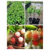 ราคา ต้นเงาะโรงเรียนนาสารพันธุ์ติดตาสูง 30 - 40 cm 1 ชุด 2 ต้น 159 บาท (25234323505)