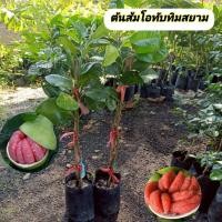ราคา ต้นส้มโอทับทิมสยาม ทับทิมสยาม (44805739029)