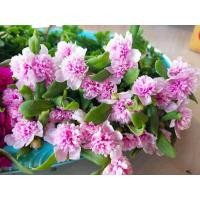 ราคา คุณนายตื่นสาย แพรเซี่ยงไฮ้ สีชมพูดอกซ้อน (50ต้น65บาท) (3168344997)