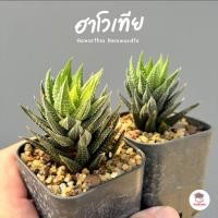 ราคา ฮาโวเทีย Haworthia Reinwardtii ไม้อวบน้ำ กุหลาบหิน cactus&succulentหลากหลายสายพันธุ์ (23729490926)
