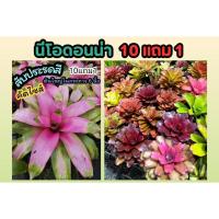 ราคา นีโอดอนน่า .Neo Donna ต้นไม้มงคล ฟอกอากาศ ต้นสับประรดสี Bromeliad สีชมพู 1บาท ส่งฟรี จัดสวน แต่งบ้าน ดิน หิน ปุ๋ย กระถา (24020076468)