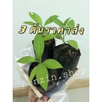 ราคา ต้นอังกาบหนู#สมุนไพรรักษาโรค#ดอกสีเหลือ#แท้100% (4787892505)