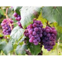 ราคา กิ่งองุ่นติดตาสายพันธุ์แท้ 5 แถม 1 ต้นองุ่น สินค้ามีพร้อมส่ง กิ่งพันธุ์องุ่นติดตาสายพันธุ์ดี (28501555085)