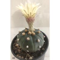 ราคา แคคตัส กระบองเพชร แอสโตรไฟตัม (Astrophytum) (16828564643)