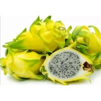 ราคา 1 ต้น แก้วมังกร พันธุ์ อิสราเอล แก้วมังกรสีเหลือง fruit from Israel (6879026303)