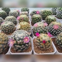 ราคา แมมขนนกเหลือง Mammillaria Schiedeana แคคตัส กระบองเพชร (22355681697)