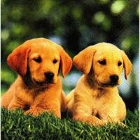 ราคา Pladao Napkin ภาพสัตว์ Twin Labrador ลูกหมา ลาบราดอร์แฝด กระดาษ แนพกิ้น สำหรับงานศิลปะ เดคูพาจ decoupage ขนาด L 33x33 (21231095919)