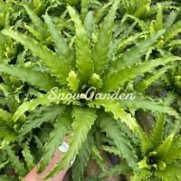 ราคา ต้นเฟิร์นโอซาก้า เฟิร์นโอซาก้า ☘️ Asplenium antiquum 'Osaka'กระถาง 5 นิ้ว (9164455545)