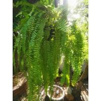 ราคา เฟิร์นบริพัตร เฟิร์นใบมะขามบริพัตร ️ใบยาวสวย ไม่ผิดหวัง!! อารมณ์สวนป่า️ (5139396360)