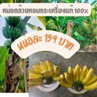 ราคา หน่อกล้วยหอมจอมพล หน่อกล้วยหอมกะเหรี่ยง อร่อย กล้วยแปลก กล้วยโบราณ ขุดสด พร้อมส่ง (55302765528)