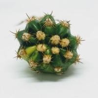 ราคา อิชินอปด่าง (echinopsis) ขนาดประมาณ 2-3 เซนติเมตร #cactus #แคตตัส #กระบองเพชร #ไม้อวบน้ำ (5742625899)
