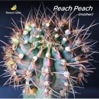 ราคา ยิมโนโคลน พีชพีช (Peach Peach) ต้นแม่พูเยอะ กราฟตอสามเหลี่ยม (กระบองเพชร ไม้กราฟ) (12753843082)