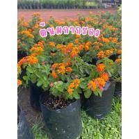 ราคา ต้นผกากรองดอกสีส้มหน้าไข่กุ้งไม้ไล่แมลง ดอกไม้สีสด ออกดอกตลอดทั้งปี (29313733354)