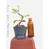 ราคา บอนไซมะขามเพาะเมล็ดผ่าราก (26320107506)