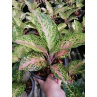 ราคา อโกนีมา​ (Algonema) ไม้ใบ ต้นเศรษฐีเรียกทรัพย์​ ไม้มงคล ส่งเสริมให้มีบารมีและค้าขายร่ำรวย กระถาง​8" (8355304357)