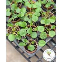 ราคา ต้นแพนเค้กหรือต้นเหรียญเงิน Pilea Peperomioides ไพเลีย พิเลีย กระถาง3นิ้ว น้องน่ารรักมาก หายากมากกกก (14427699338)