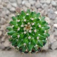 ราคา แมมมาร์คเซียน่าMammillaria marksiana  (26425921272)