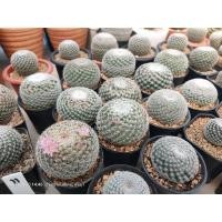 ราคา 199 บาทต้น แมมนกฮูก Mammillaria microthele (3056519915)