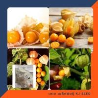 ราคา เมล็ดพันธุ์แคปกูสเบอรี่ - Cape gooseberry บรรจุ 300 เมล็ด คุณภาพดี ราคาถูก ของแท้ 100% (962301858)