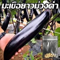 ราคา [10แถม1] เมล็ดมะเขือยาวม่วงดำ 30เมล็ด เมล็ดพันธุ์มะเขือยาวสีม่วง (9544975530)