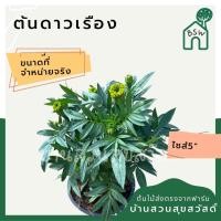 ราคา ดาวเรือง กระถาง5 นิ้ว (16157205663)