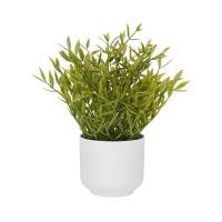 ราคา SPRING ต้นไผ่ญี่ปุ่น 25 ซม. จัดส่งโดย HomePro (41265446966)
