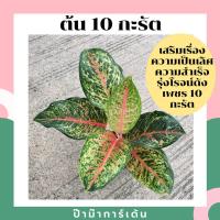 ราคา ต้น 10 กะรัต อโกลนีมาชื่อมงคล ใบสีสวย หายาก มาในกระถางพร้อมตั้ง (8152935248)