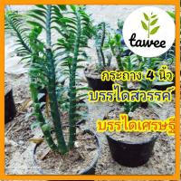 ราคา ต้นบรรไดเศรษฐี ต้นบรรไดสวรรค์ ไม้มงคล บรรไดสวรรค์ บรรไดเศรษฐี (20074869750)