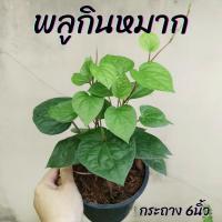 ราคา ต้นพลูกินหมาก พลูเขียว ใบใหญ่ กระถาง 6นิัว (25340461549)