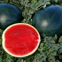 ราคา 10 เมล็ด แตงโม แตงโมหวาน กรอบ เมล็ดผลไม้ Watermelon Seeds สายพันธุ์ Sweetie Pie F1 (28242572803)